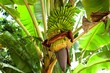 canvas print picture - banana tree with banana flower and fruits and green leaves in the background