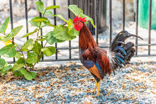 Key West, USA One Wild Rooster Chicken Bird Animal Standing On Sidewalk By Fence Street Road In Florida Island On Garden Gravel Rocks