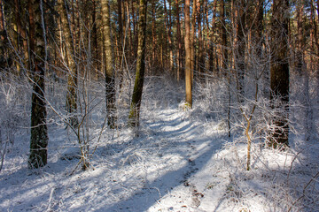  Suburbs of Grodno. Belarus.Winter landscape. Snow-covered forest, sunbeams on tree trunks, forest path covered with snow.