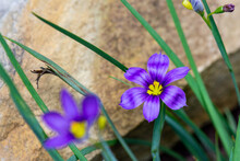 Blue Eyed Grass, Stone In The Background