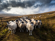 A Flock Of Swaledale Sheep Waiting For Feeding. Scar House Reservoir. Nidderdale. Yorkshire Dales National Park