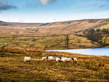 Swaledale Sheep Eating At The Side Of A Reservoir, With Moorland And Mountains. Scar House Reservoir. Nidderdale. Yorkshire Dales National Park