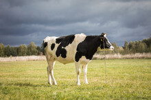 Black And White Cow Chained To The Ground In A Field Looking Away From The Camera