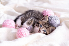 Striped Cat Playing With Pink And Grey Balls Skeins Of Thread On White Bed. Little Curious Kitten Lying Over White Blanket Looking At Camera.