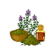 © Kseniia - Hand drawn thyme branch with the bowl with dried herbs and essential oil bottle isolated on white background. Vector illustration in colored sketch style.