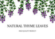 © Kseniia - Hand drawn horizontal thyme border. Vector illustration isolated on white. Botanical herbal plant in vintage colored sketch style. Thymus vulgaris.