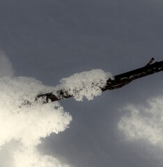 fresh snowflakes on twig