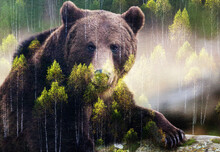 Double Exposure Of Brown Bear And Forest