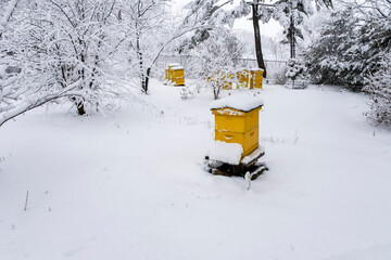 Canvas Print - Beehives in the snow