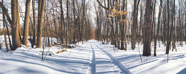 Wall Mural - rural farm winter scenes of the forest and paths with beautiful sun setting skies in ontario canada 