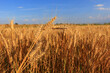 Golden Wheat on the Beautiful Field