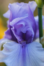 Lavender Bearded Iris