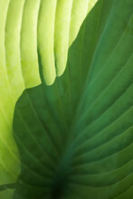 Hosta Leaf Detail