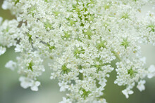Queen Anne's Lace Flower