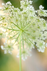 Sticker - Queen Anne's lace flower