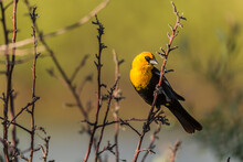 Yellow-headed Blackbird (Xanthocephalus Xanthocephalus) Perched On A Branch In Golden Hour Light During Spring