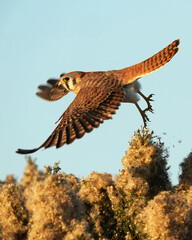 Wall Mural - american kestrel