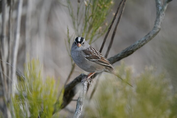 Wall Mural - White-crowned Sparrow