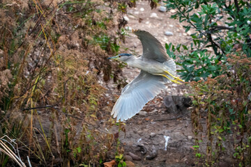 Wall Mural - Black-crowned Night-Heron