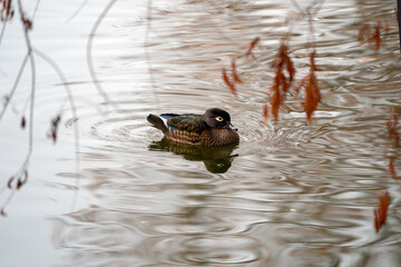 Wall Mural - Wood Duck, Santee Lakes California