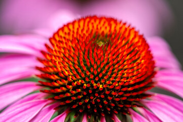 Sticker - Purple coneflower, USA