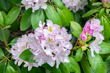 Wall Mural - Pink and white Rhododendron, USA