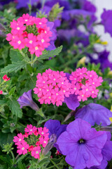 Sticker - Pink Verbena and purple petunias, USA