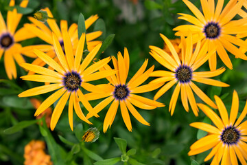 Poster - Orange Symphony, Osteospermum hybrid, African Daisy, USA