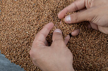 Hands Cataloging Uncooked Buckwheat On A Gray Background