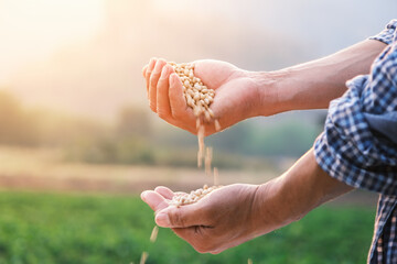 Wall Mural - white beans seed in farmer hand pouring into hand with plantation farm background at evening with sunshine, industrial agriculture