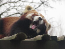 Red Panda Yawning
