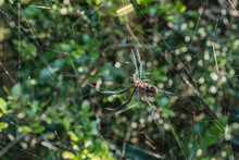 Golden Silk Orb-weaver Spider On It's Web 