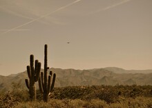 Vintage Desert