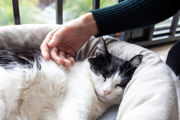 Human hand stroking a cute sleeping black white cat