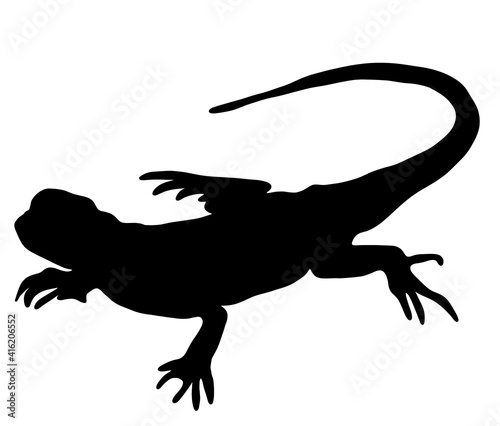 9 741 Skink Reptile Lizzard Wall Murals Canvas Prints Stickers Wallsheaven