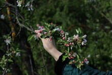 White Flowers On The Branches Of An Apple Tree Against A Background Of Green Vegetation In Early Spring Is Held By A Hand Of A Man In Clothes