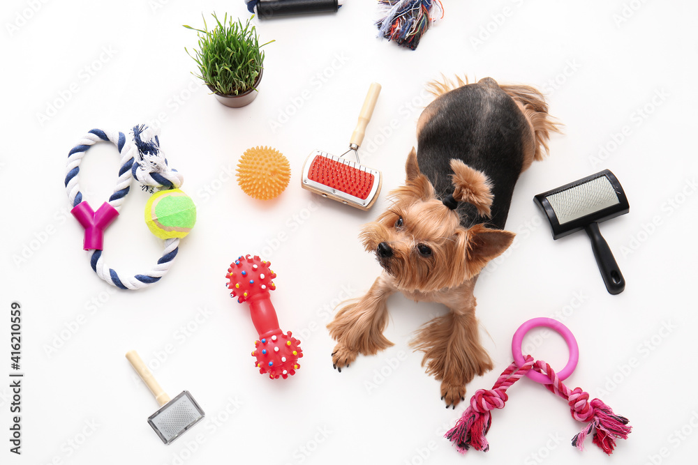 Cute funny dog and pet care accessories on white background