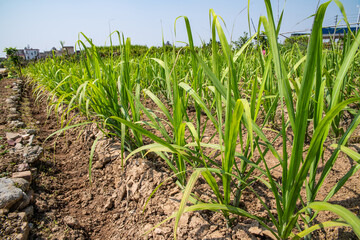 Wall Mural - Sugarcane seedlings grown on land