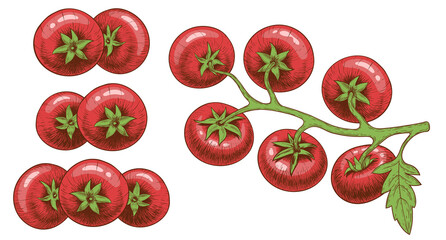 A small group of tomatoes and a branch with tomatoes and a leaf top view. Hand drawing in the style of an engraving in color with shadows and highlights. Isolated on a white background.