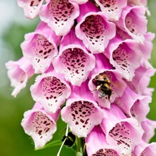 Bennekom Netherlands - 7 June 2020 - Bee In Flower Of Foxglove (Digitalis Purpurea)