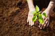 © candy1812 - Human hands taking care of a seedling in the soil