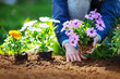 © candy1812 - Woman hands putting seedling flowers into the black soil