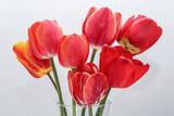 Fototapeta Tulipany - Blurred flower background