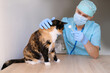 © kittyfly - male doctor, veterinarian in mask, with a stethoscope in veterinary clinic conducts examination and medical examination of dark domestic cat, concept of medical veterinary care, pet health