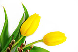 Fototapeta Tulipany - yellow tulip flowers and willow branches