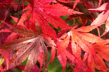 red acer leaves