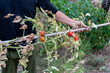 Man is holding drying tomato plant, the end of the growing season.