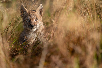 Wall Mural - Lynx cub hidden in a tall grass
