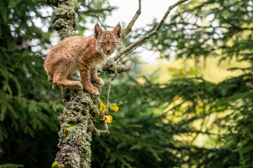 Wall Mural - Lynx cub standing on lichen-covered tree branches looking ahead to the camera.