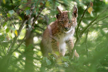 Wall Mural - Small lynx cub is hidding in a tree branches.